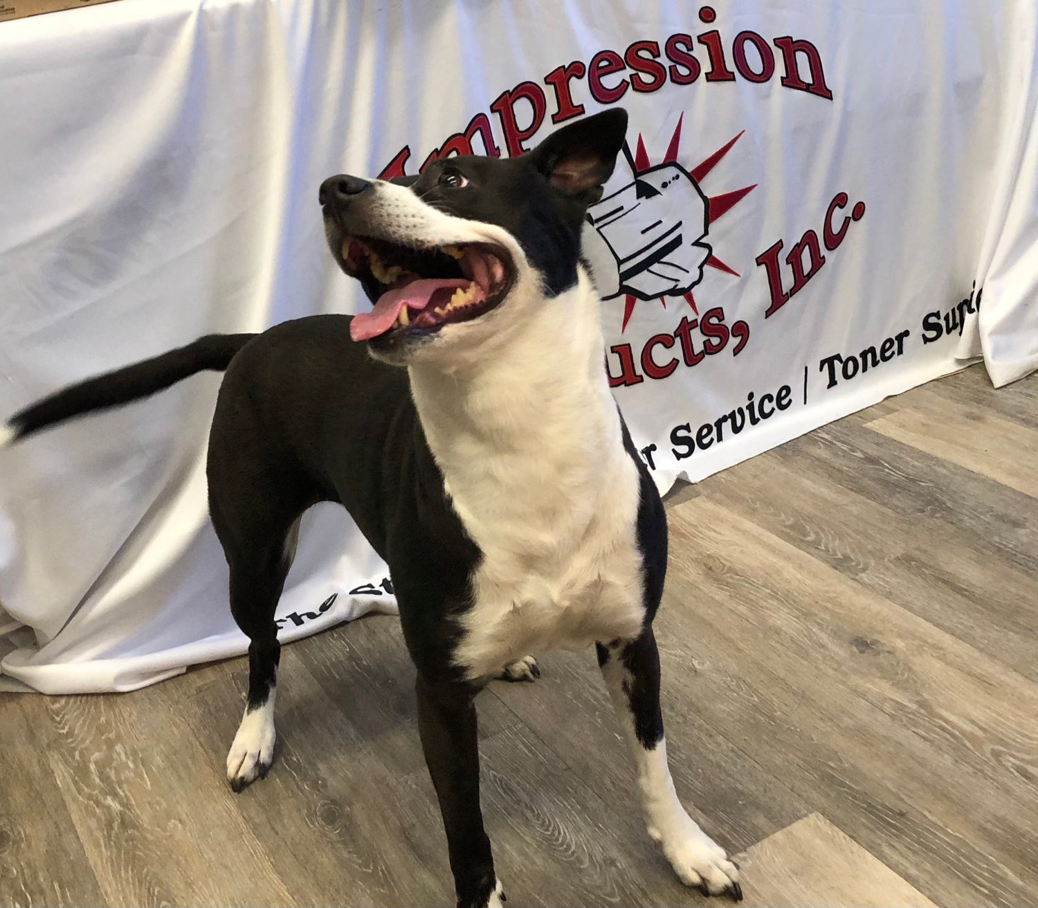 Happy black and white dog standing in front of an Impression Products banner, showcasing their brand presence.